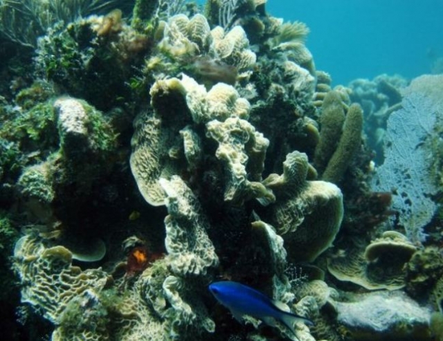 Maravillas del fondo del mar